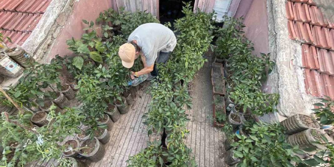 18 metrekarede mucize yarattı! Şehrin göbeğinde tarım: Terasını tam 200 fide süslüyor 2